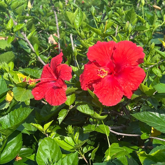 Meet your Posher, Krista - Picture 1 of 1